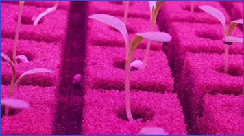 plantas de semillero de granja vertical