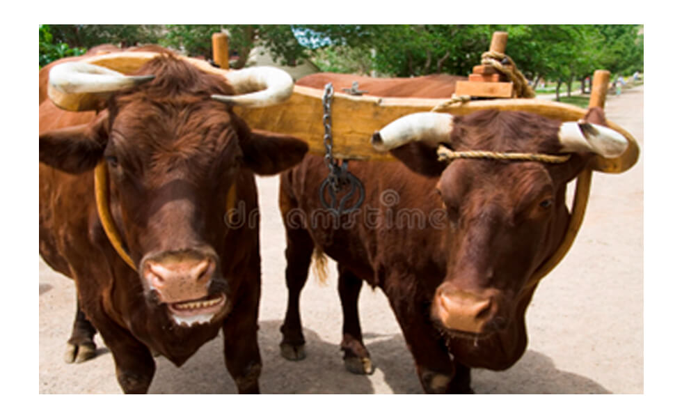 Mientras el Perú trabaja, los políticos facturan