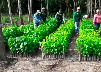 Formalización en la selva frenará deforestación