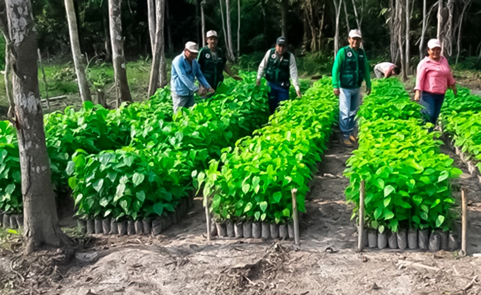 Formalización en la selva frenará deforestación