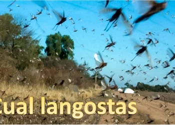 ¿Quién roba a quién?