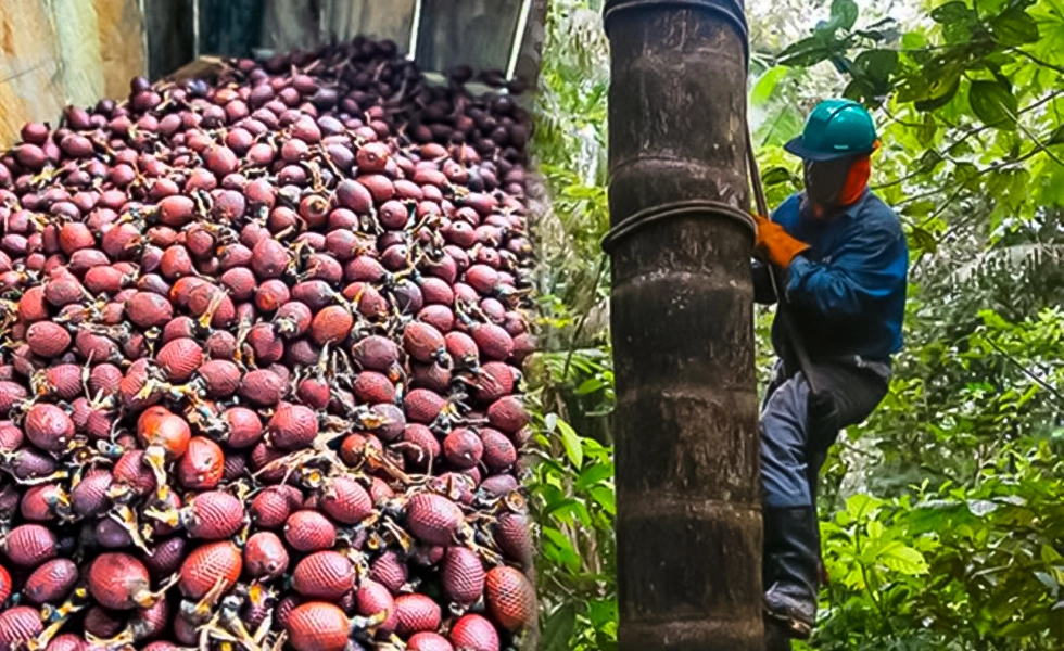 Biodiversidad y el valor del bosque en pie