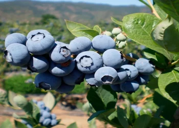 Los detractores del agro peruano
