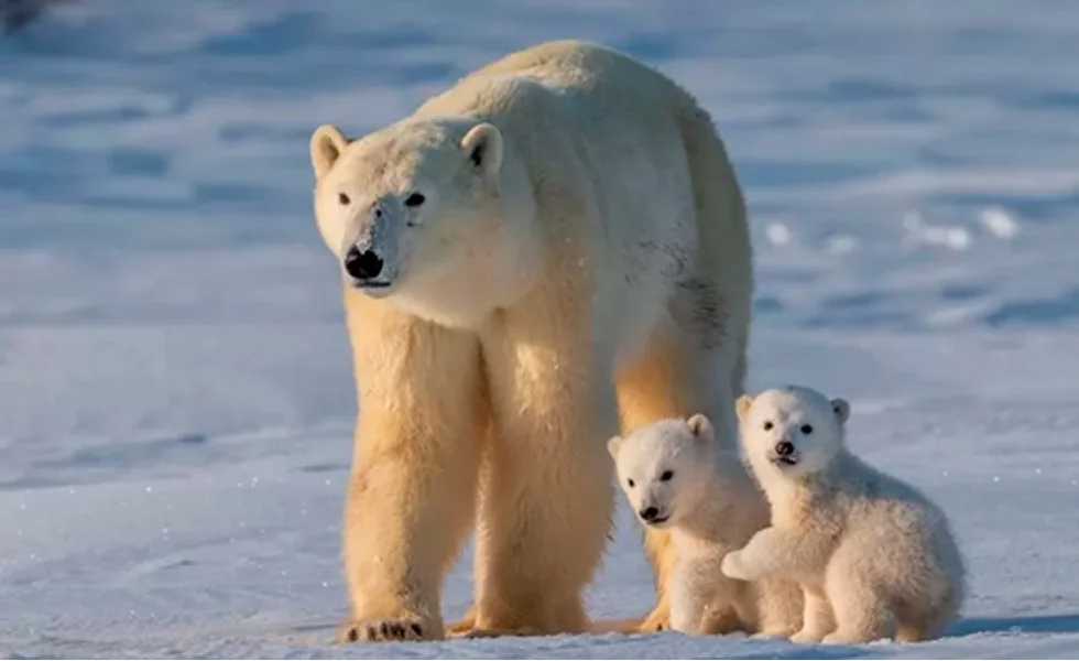 Osos polares, corales muertos y otras ficciones climáticas