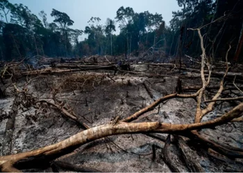 Incendios forestales