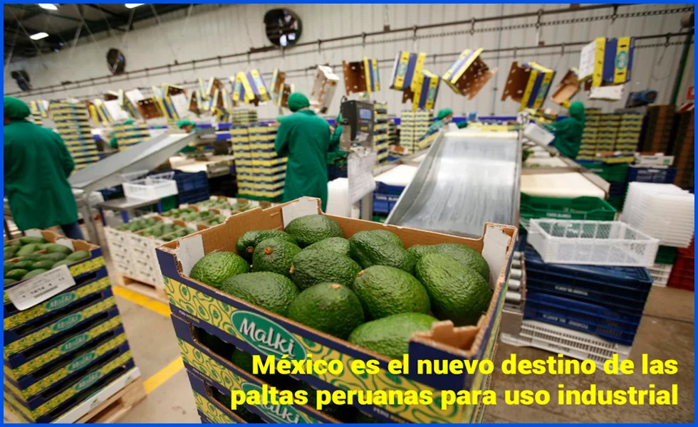 Nuestra exitosa agricultura empresarial